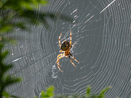 European garden spider, cross orb-weaver (Araneus diadematus) from the side hanging in the web with blurred backgroundの写真素材