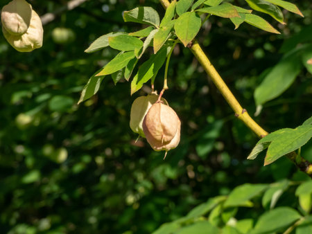 Close-up shot of the fruits of the European bladdernut(Staphylea pinnata), that are inflated papery...