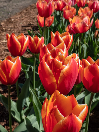 Close-up shot of a Tulip Scarborough with rosy-red petals and dark inner base flowering in bright sunlight in springの写真素材