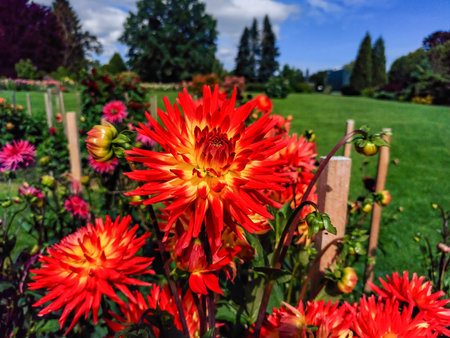 Close-up shot of Dahlia Lisonette flowering with vivid blooms with red streaks and yellow baseの写真素材