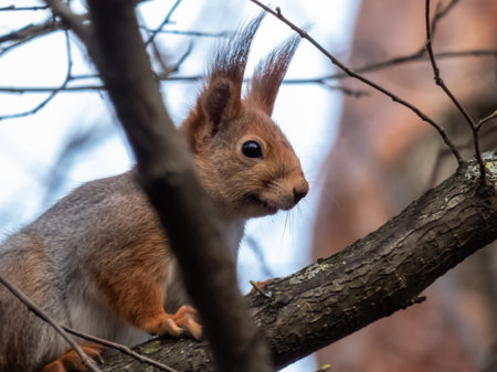 Red Squirrel (Sciurus vulgaris) sitting on a branch in forest in early springの写真素材