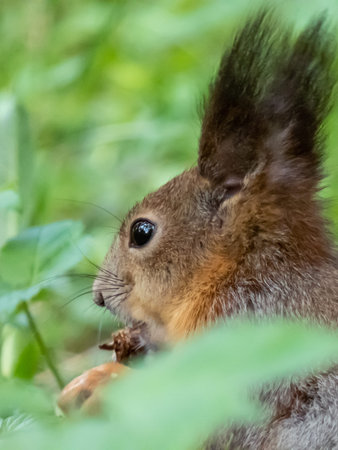 Close-up shot of the Red Squirrel (Sciurus vulgaris) sitting on ground in grass and holding in paws...