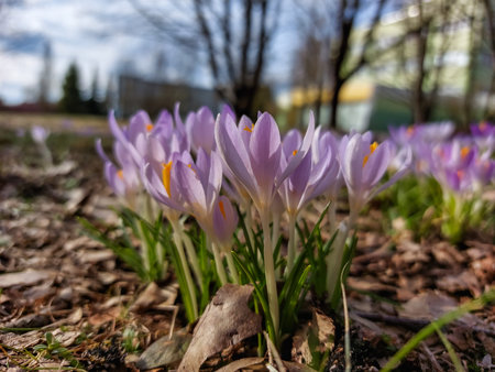 Close-up shot of violet spring crocuses (Crocus vernus) growing in a green lawn and flowering with...