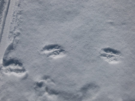 Footprints of the European pine marten (Martes martes) in the snow in winter. Detailed footprints...
