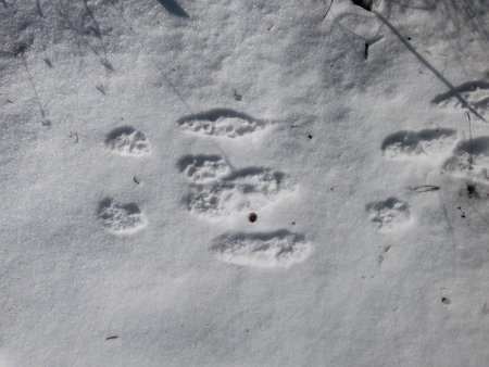 Footprints of paws of the European hare or brown hare (Lepus europaeus) on ground covered with white...
