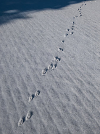 Close-up shot of footprints of fox (Vulpes vulpes) on the ground covered with soft, white snow in winterの写真素材