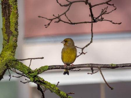 The European greenfinch (Chloris chloris) sitting on a tree branch in winterの写真素材