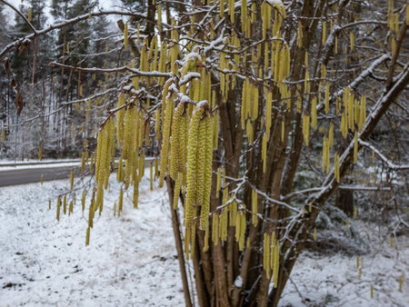 Close-up shot of yellow catkins of the hazelnut tree starting to bloom in early spring in a dark, snowy spring dayの写真素材