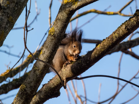 Red Squirrel (Sciurus vulgaris) with winter grey coat sitting on a tree branch and eating a nutの写真素材