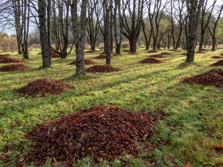 Autumn landscape of a park with trees and piles of fallen, brown leaves in the green lawn in early autumnの写真素材