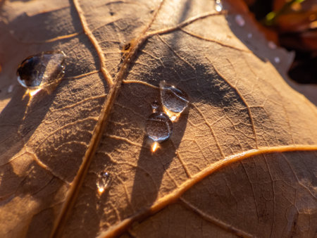 Macro shot of group of round water droplets on dry, brown fallen autumn leaf reflecting bright sunlight on groundの写真素材