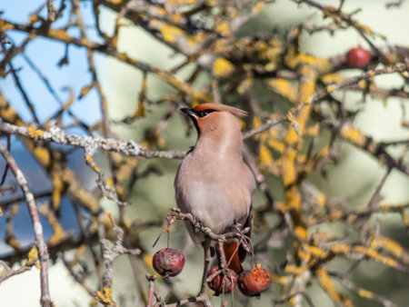 Bohemian waxwing (Bombycilla garrulus) with grey plumage, black markings, pointed crest sitting on a branch of a treeの写真素材