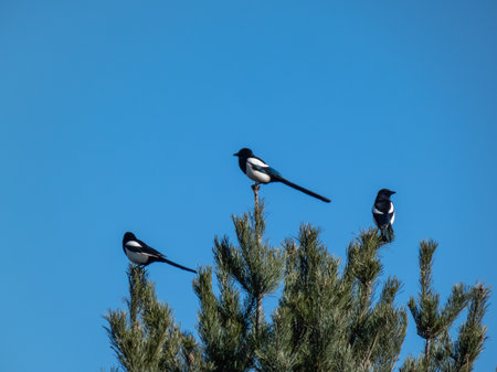 Group of Eurasian Magpies (Pica pica) sitting on a tree with sky in the backgroundの写真素材