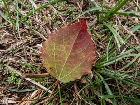 Close-up shot of a green, red and yellow leaf with visible cells, veins and pattern of leaf surface....
