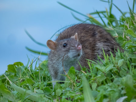 Close-up shot of the Common rat (Rattus norvegicus) with dark grey fur sitting in the green grass...