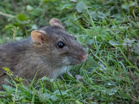 Close-up shot of the Common rat (Rattus norvegicus) with dark grey fur sitting in the green grassの写真素材