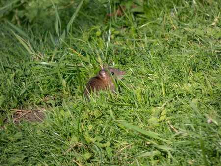 Juvenile common rat (Rattus norvegicus) with dark grey fur sitting in the green grass in sunlight