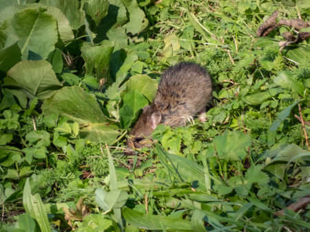 Juvenile common rat (Rattus norvegicus) with dark grey fur sitting in the green grass in sunlightの写真素材