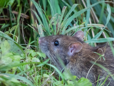 Close-up shot of the Common rat (Rattus norvegicus) with dark grey fur sitting in the green grassの写真素材