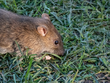 Close-up shot of the Common rat (Rattus norvegicus) with dark grey fur sitting in the green grassの写真素材