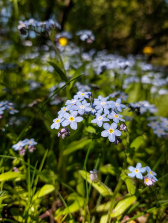 Close-up of the sky-blue spring-flowering plant - wood forget-me-not (Myosotis sylvatica) in the forest in sunlight in springの写真素材