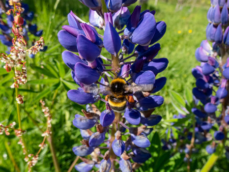 Close-up shot of a bumblebee visiting blue-pod lupine (Lupinus polyphyllus) in a meadow in summerの写真素材