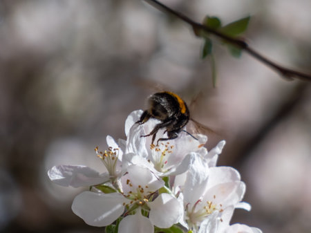 Close-up shot of a bumblebee on a white blossoms of an apple tree in an orchard in bright sunlight