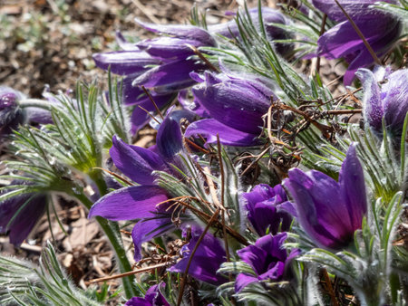 Close-up shot of Pasqueflower (Pulsatilla x gayeri Simonk.) flowering with beautiful purple flower...