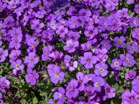 Close-up of evergreen plant rock cress (Aubrieta x cultorum) 'Blue Emperor' with small blue - purple...
