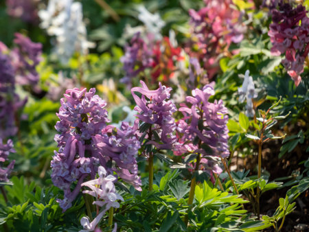 Close-up shot of the fumewort or bird-in-a-bush (corydalis solida) flowering with narrow,...