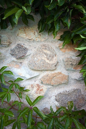 Vegetation over the stone wall with empty space in the center. の写真素材