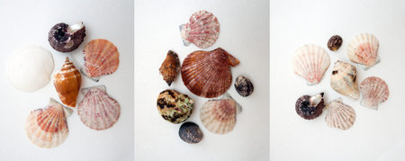 Different kind of sea shells isolated on white background. の写真素材