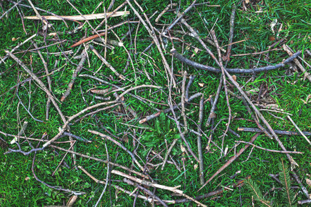 Ground textures, grass and wooden braches.の写真素材