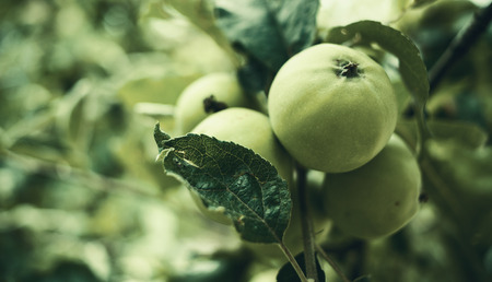 Green apples details with lot of leafs around, blurry artistic green background.の写真素材