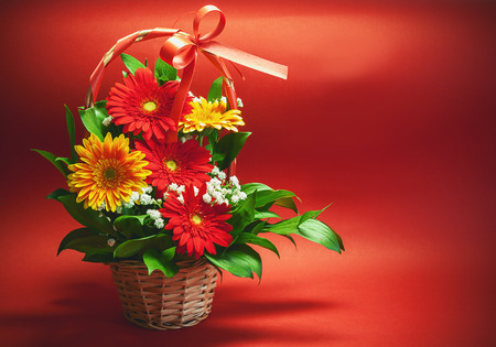 Two colors of Gerber flowers, red and yellow, in sweet basket on red background.の写真素材