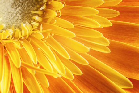 Macro view of yellow petals of Gerber flower, beautiful abstract details.の写真素材