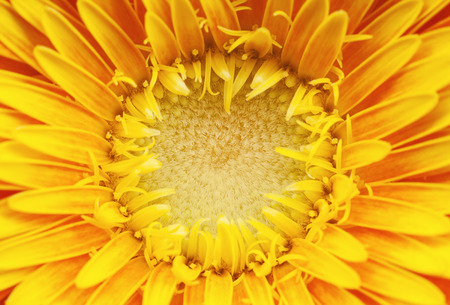 Macro view of center of yellow Gerber flower, beautiful abstract details. Closeup of pestle.の写真素材