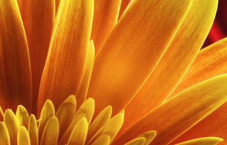 Macro view of yellow petals of Gerber flower, beautiful abstract details.の写真素材
