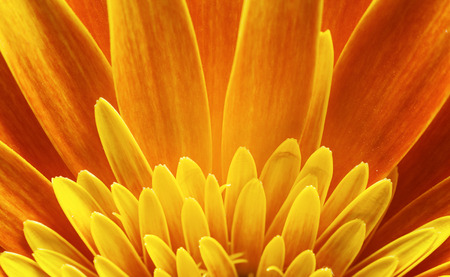 Macro view of yellow petals of Gerber flower, beautiful abstract details.の写真素材