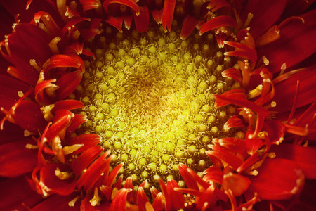 Macro view of center of red Gerber flower, beautiful abstract details. Closeup of pestle.の写真素材