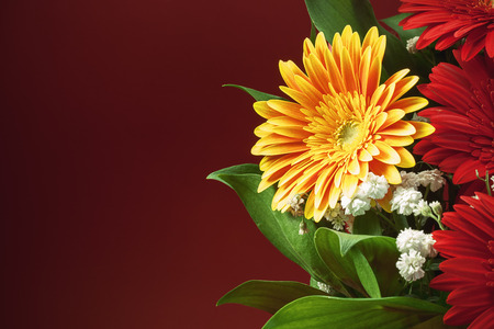 Yellow Gerber flowers in an arrangement, closeup view. Red background as empty space.の写真素材