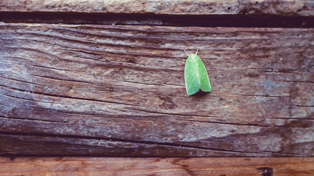 Green butterfly on an old wooden background.の写真素材