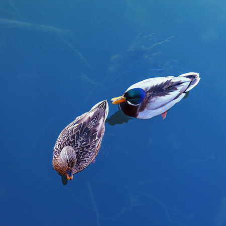 Pair of male and female ducks in blue water.の写真素材