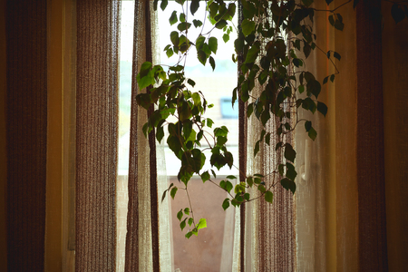 Closeup view on old curtain, focus on plant branch with green leafs.の写真素材