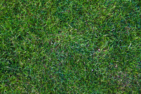 Fresh green grass texture details, view from above.の写真素材