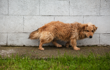 Just one brown dog in front of a wall, walking and watching to camera.の写真素材