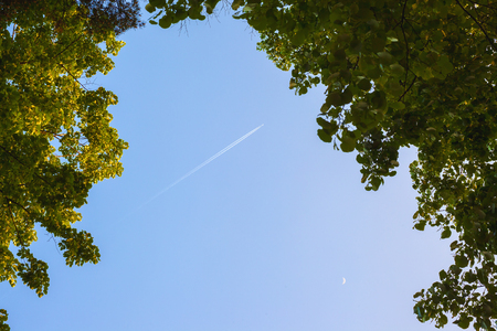One airplane and moon, view from under the tree.の写真素材