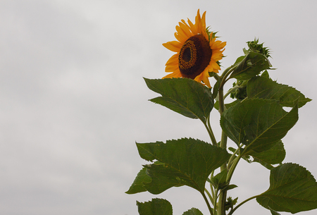 Just one tall sunflower, details of leafs and flower. の写真素材