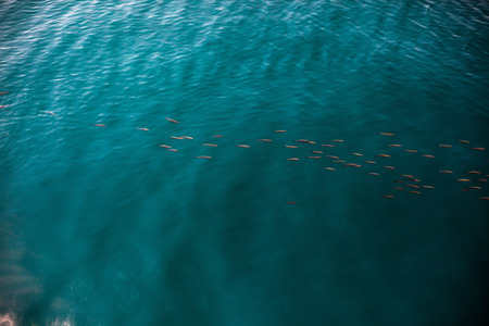 Flock of small sea fish in the water.の写真素材