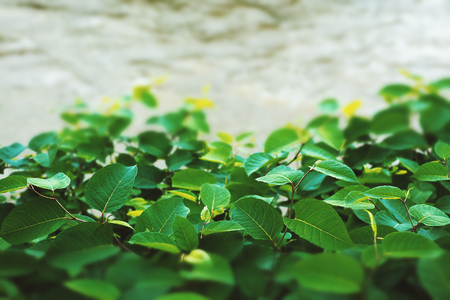 Abstract composition of big green leafs, closeup view.の写真素材